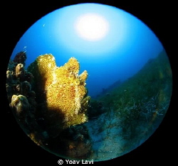 Yellow Frog Fish And Sun
Canon S100, inon micro fisheye by Yoav Lavi 